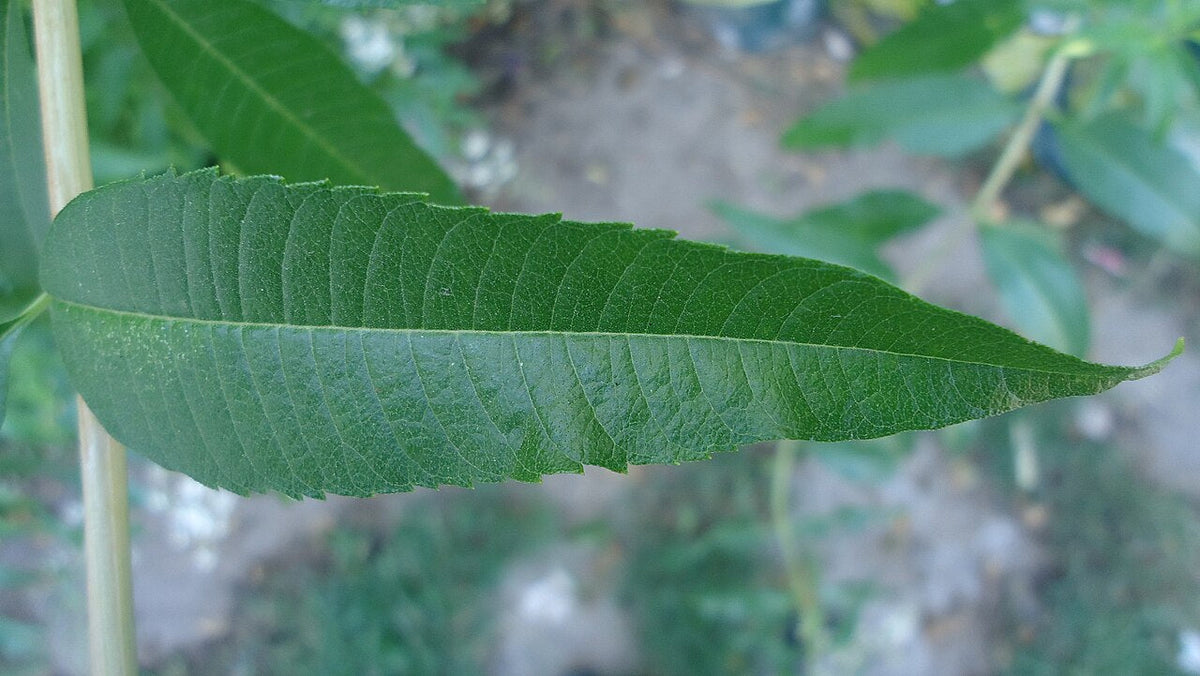 Feuille de verveine citronnelle