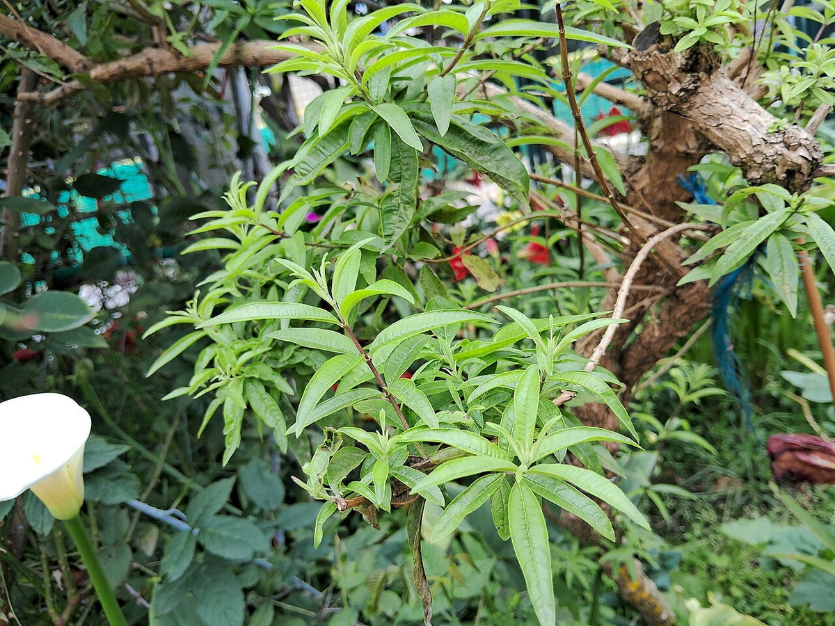 Touffe de verveine citronnelle