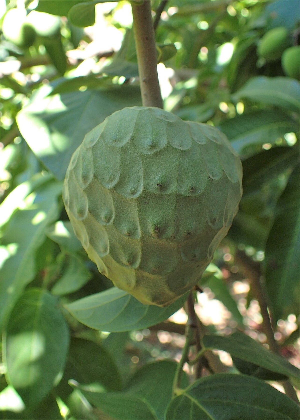 Fruit d’annonier dans le feuillage