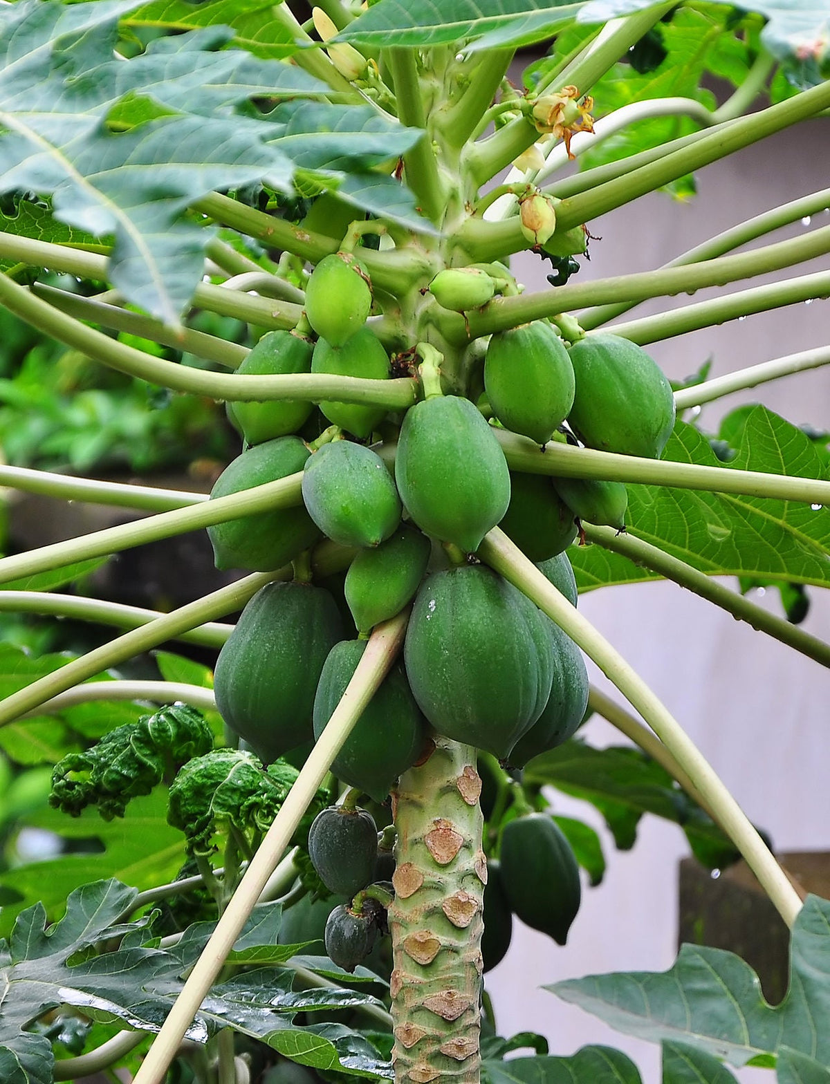 Papayer chargé de fruits