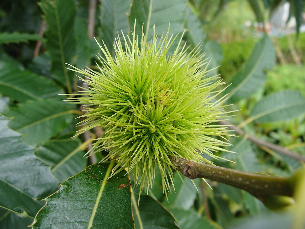 Bogue de châtaigne sur l’arbre
