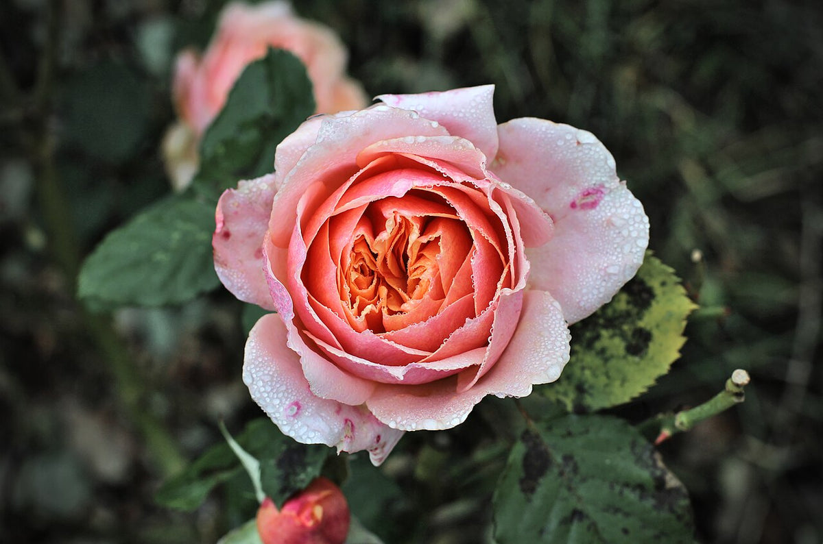 Rose rose épanouie