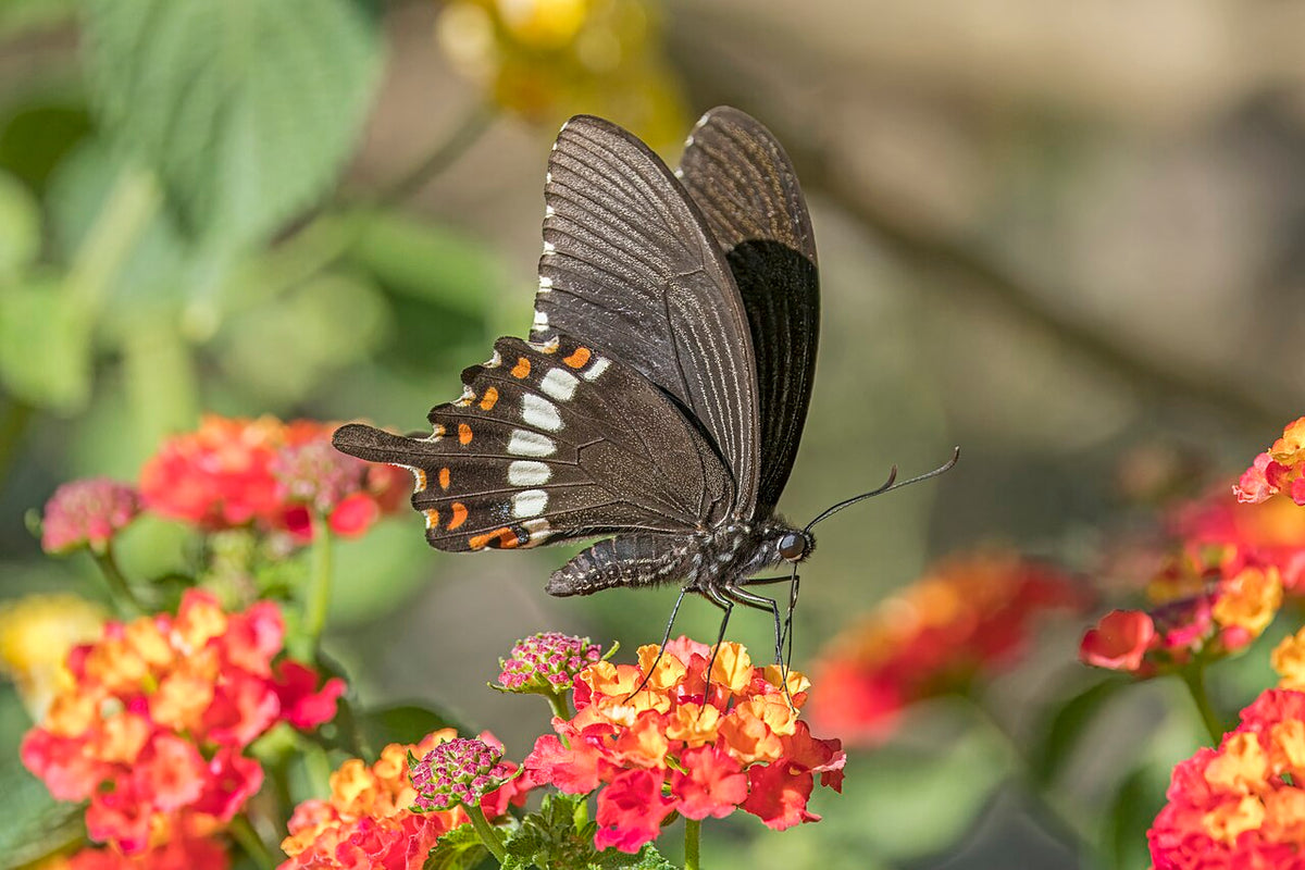 Papillon sur des fleurs de lantana