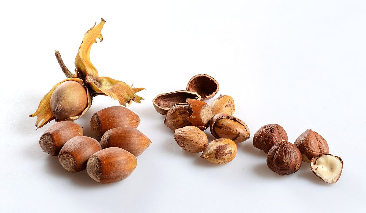 Noisettes récoltées