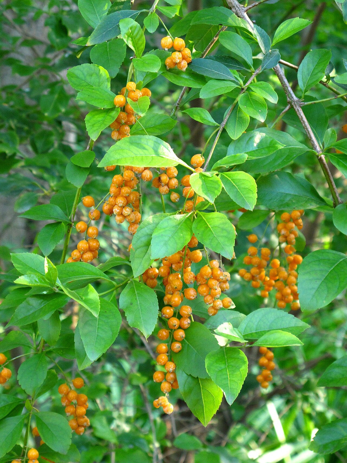 Baies dorées de duranta