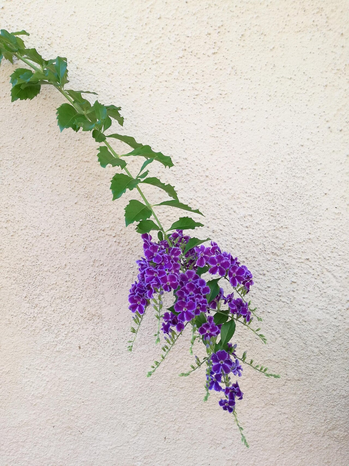 Grappe de fleurs violettes de duranta