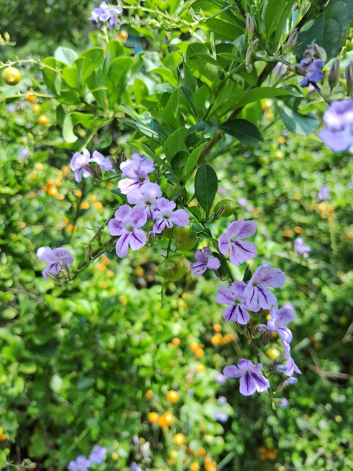 Duranta en fleurs