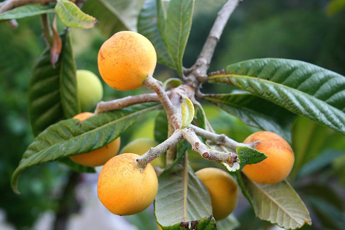 Nèfles mûres sur la branche
