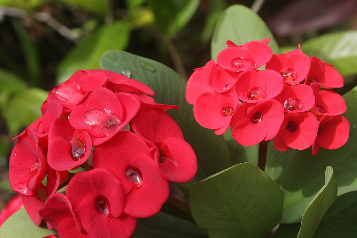 Fleurs rouges d’euphorbe