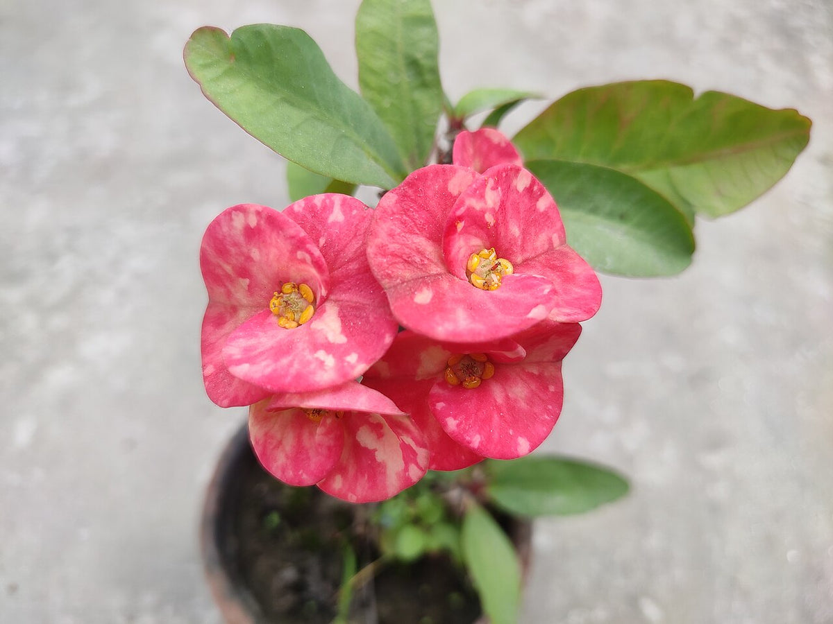 Euphorbe fleurie en pot