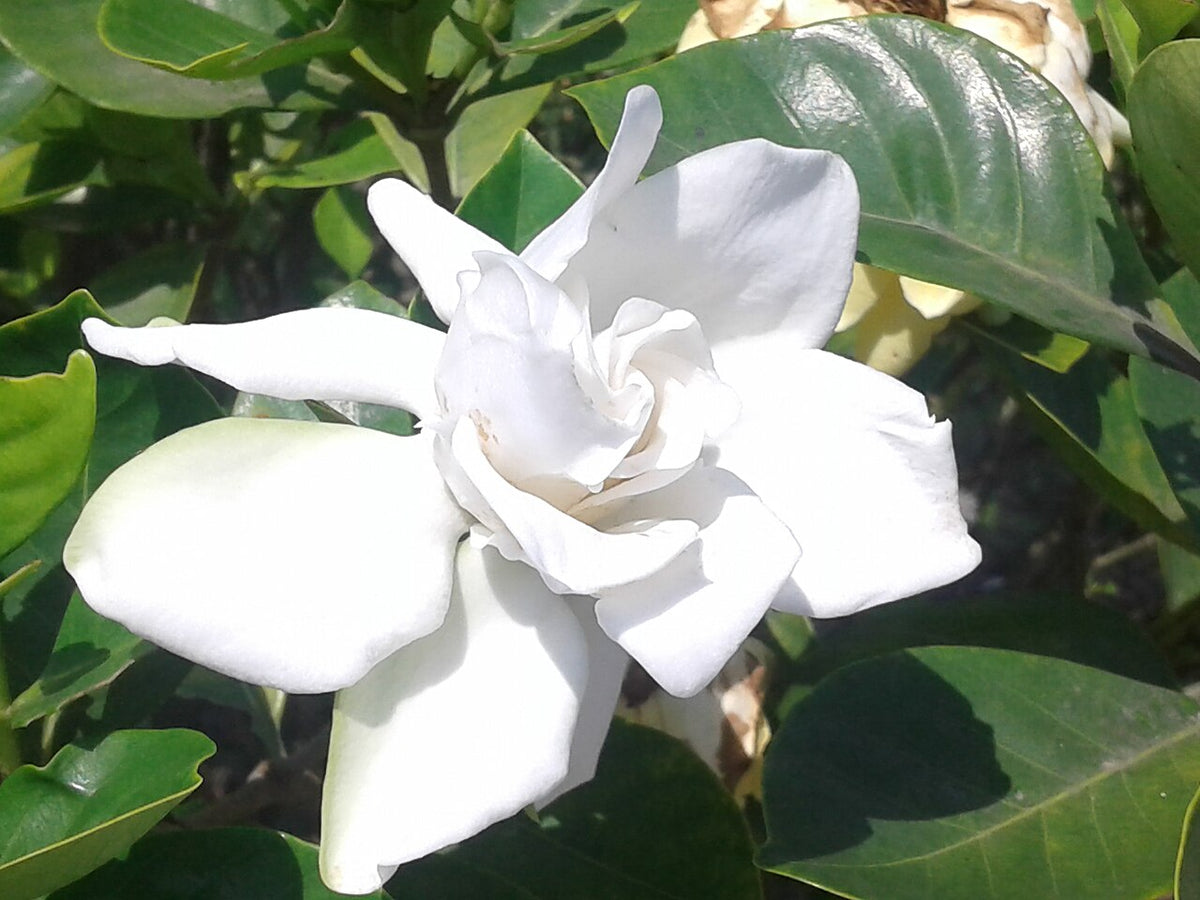 Fleur de gardénia ouverte