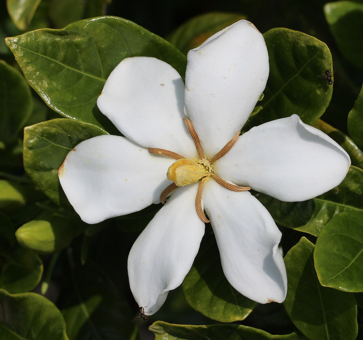 Fleur blanche de gardénia