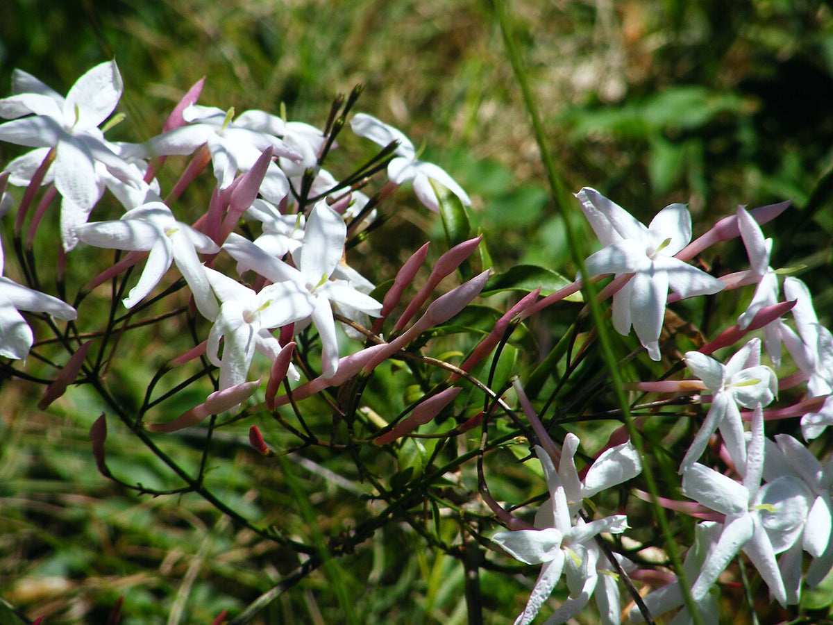 Jasmin en pleine floraison