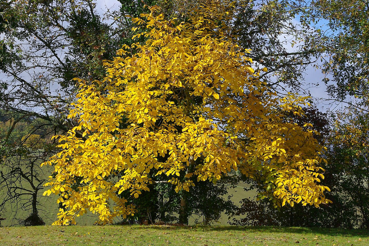 Noyer aux couleurs d’automne