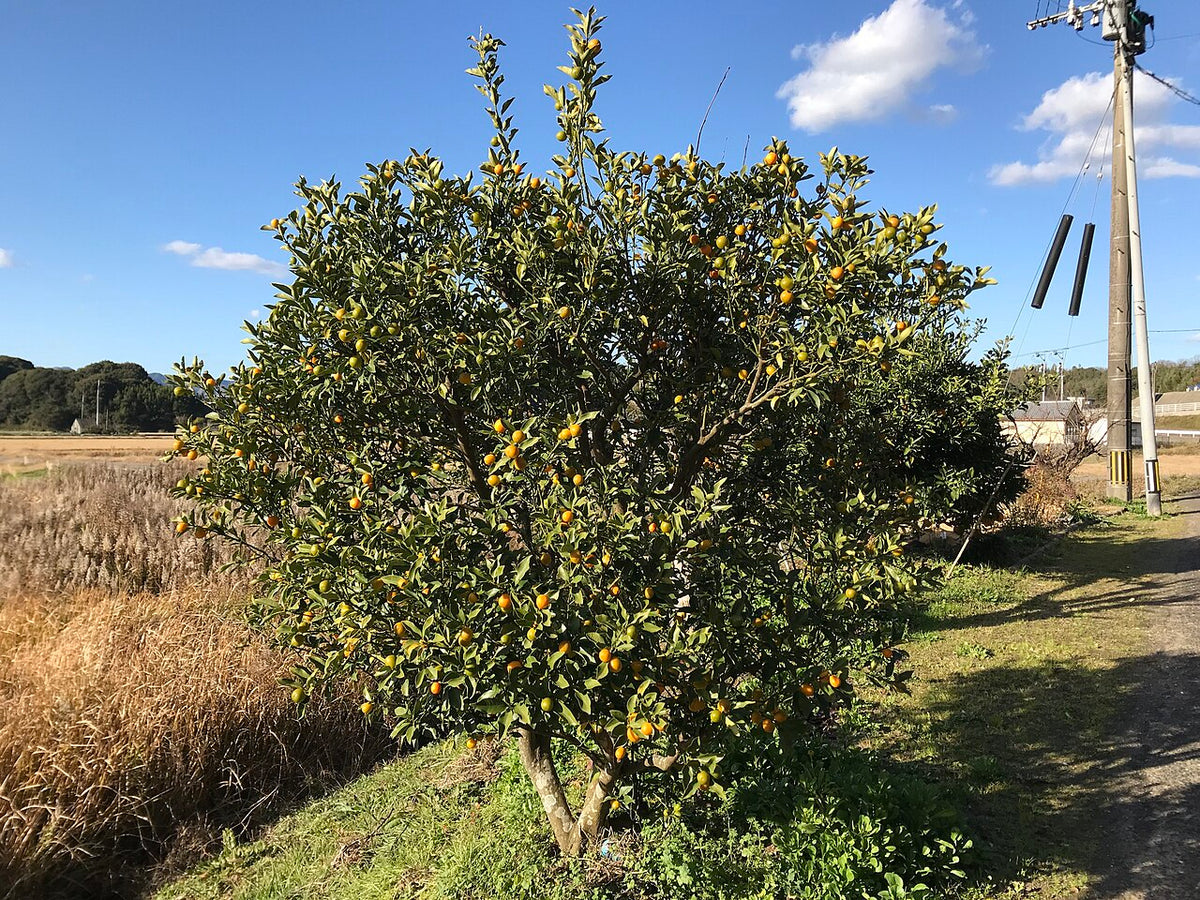 Kumquat couvert de fruits