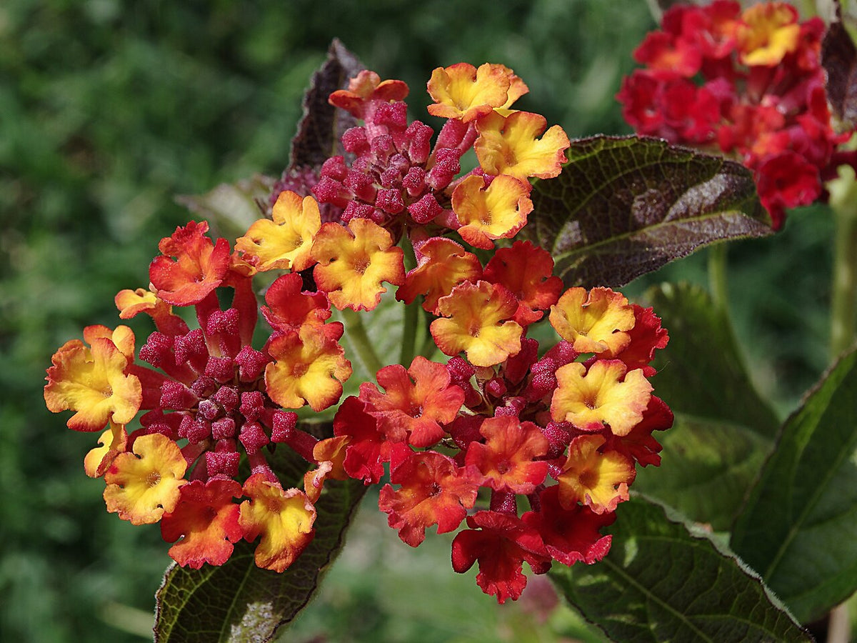 Lantana aux fleurs rouges et jaunes