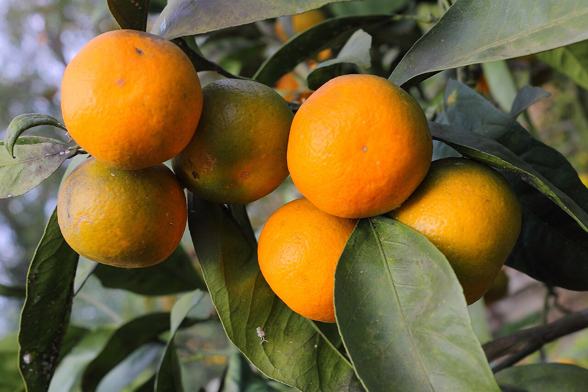 Mandarines sur l’arbre