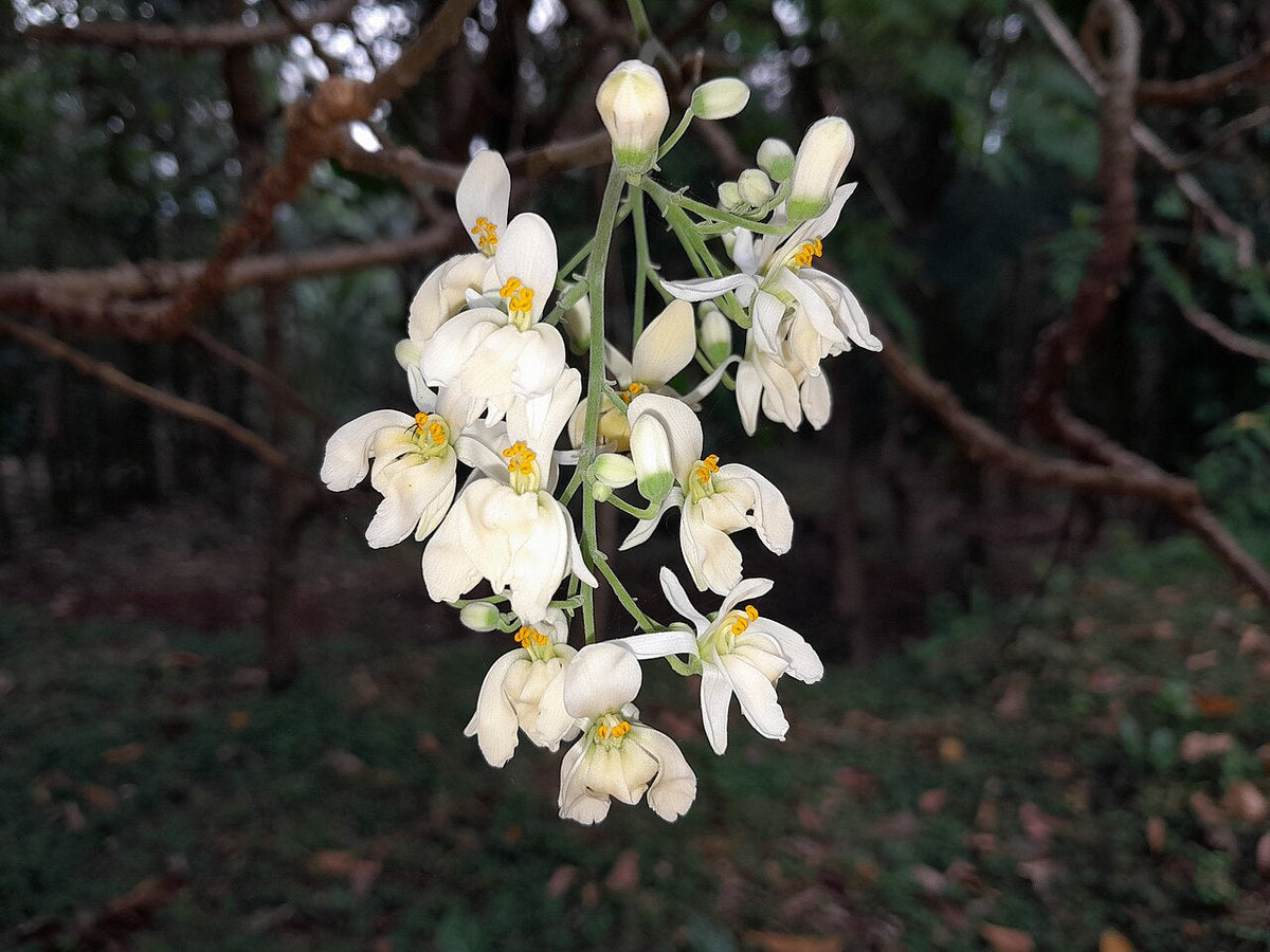 Fleurs blanches de moringa