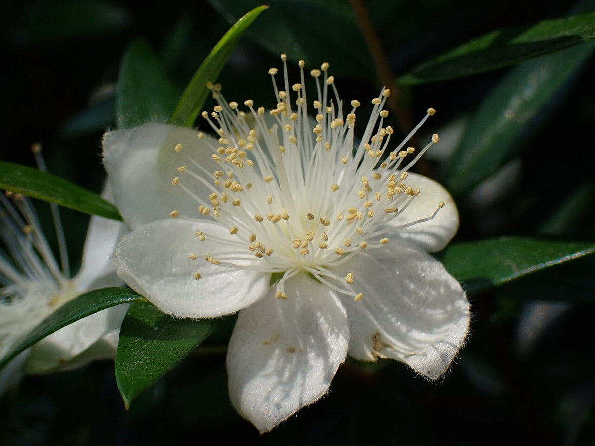 Fleur blanche de myrte