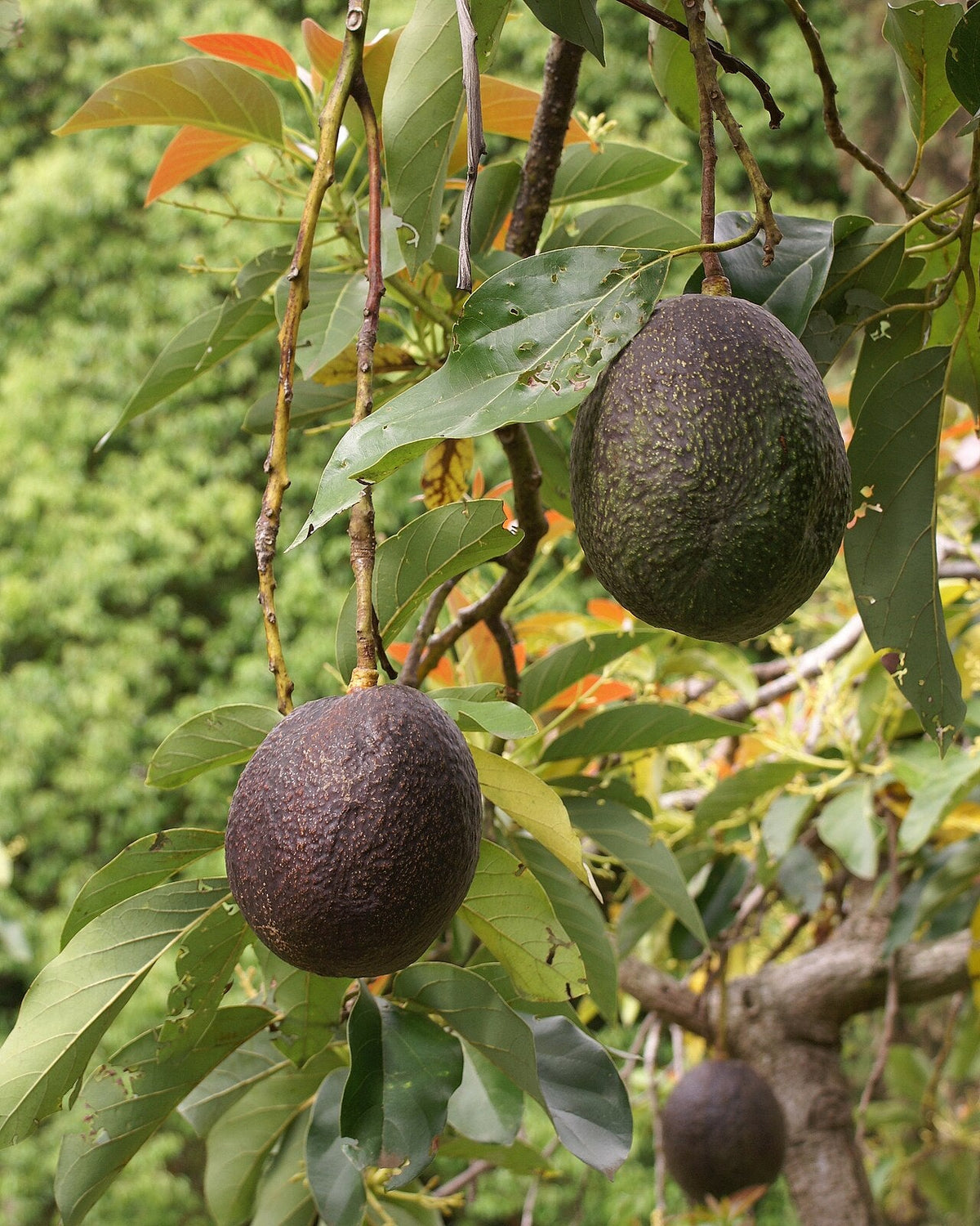 Avocats sur l’arbre