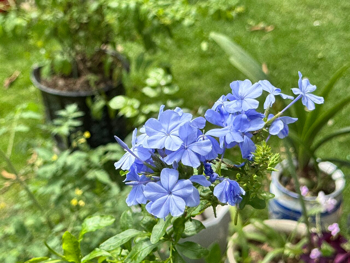 Plumbago en pot au jardin