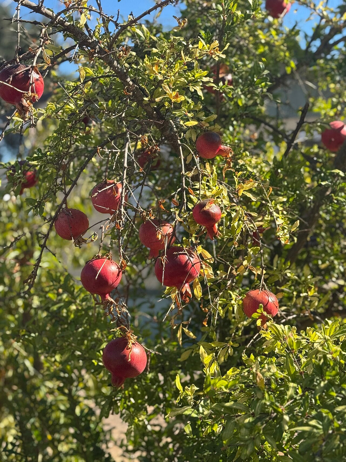 Grenades sur l’arbre