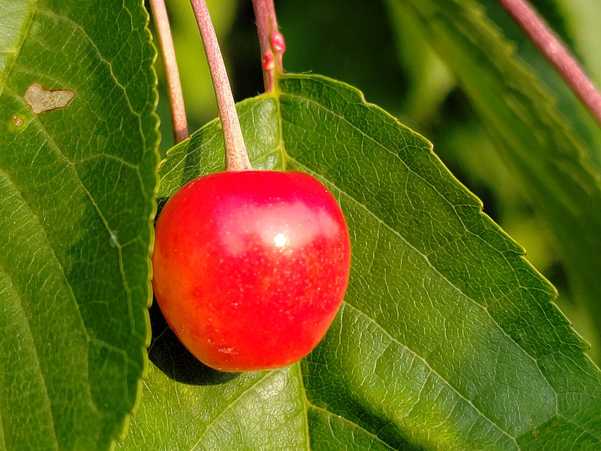 Cerise mûre sur la branche