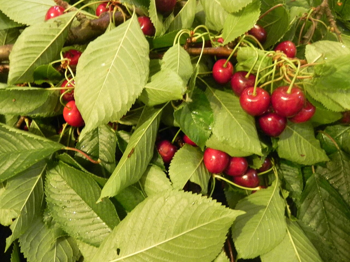 Cerises rouges sur le cerisier