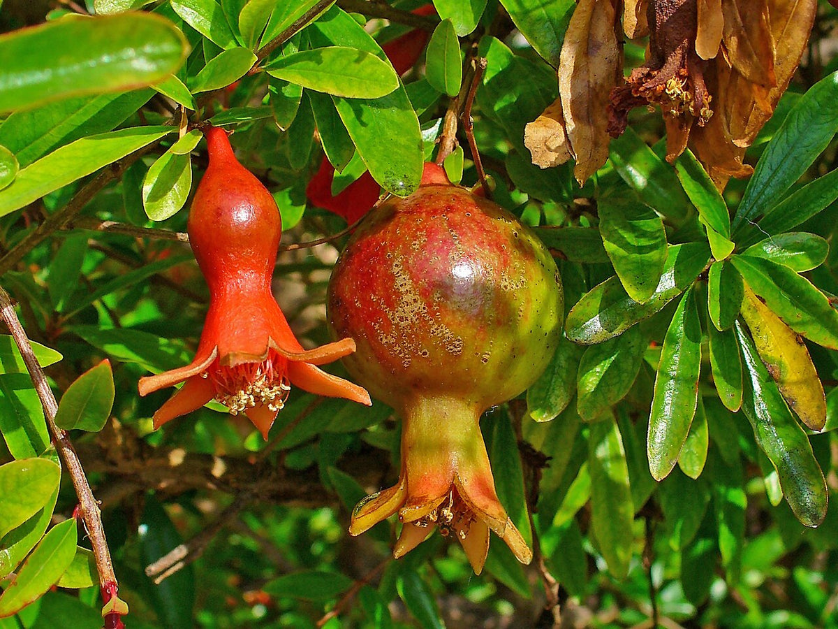 Fleur et fruit du grenadier