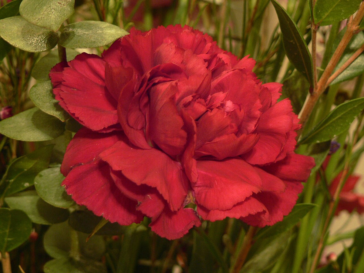 Œillet rouge en fleur