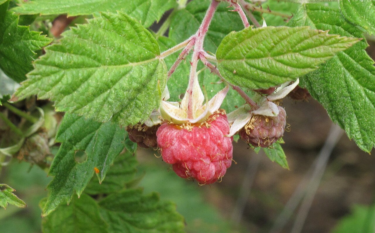 Framboise mûre sur le framboisier
