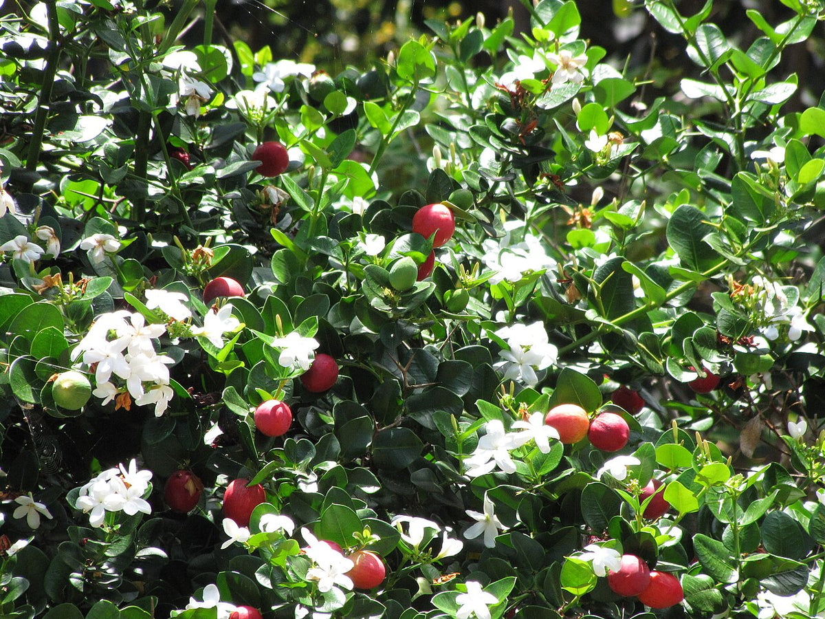 Haie de carissa en fleurs et en fruits