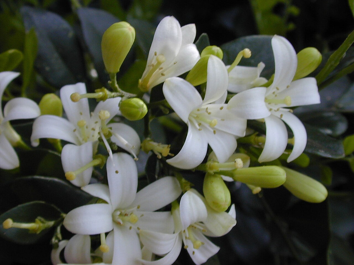 Fleurs blanches de murraya