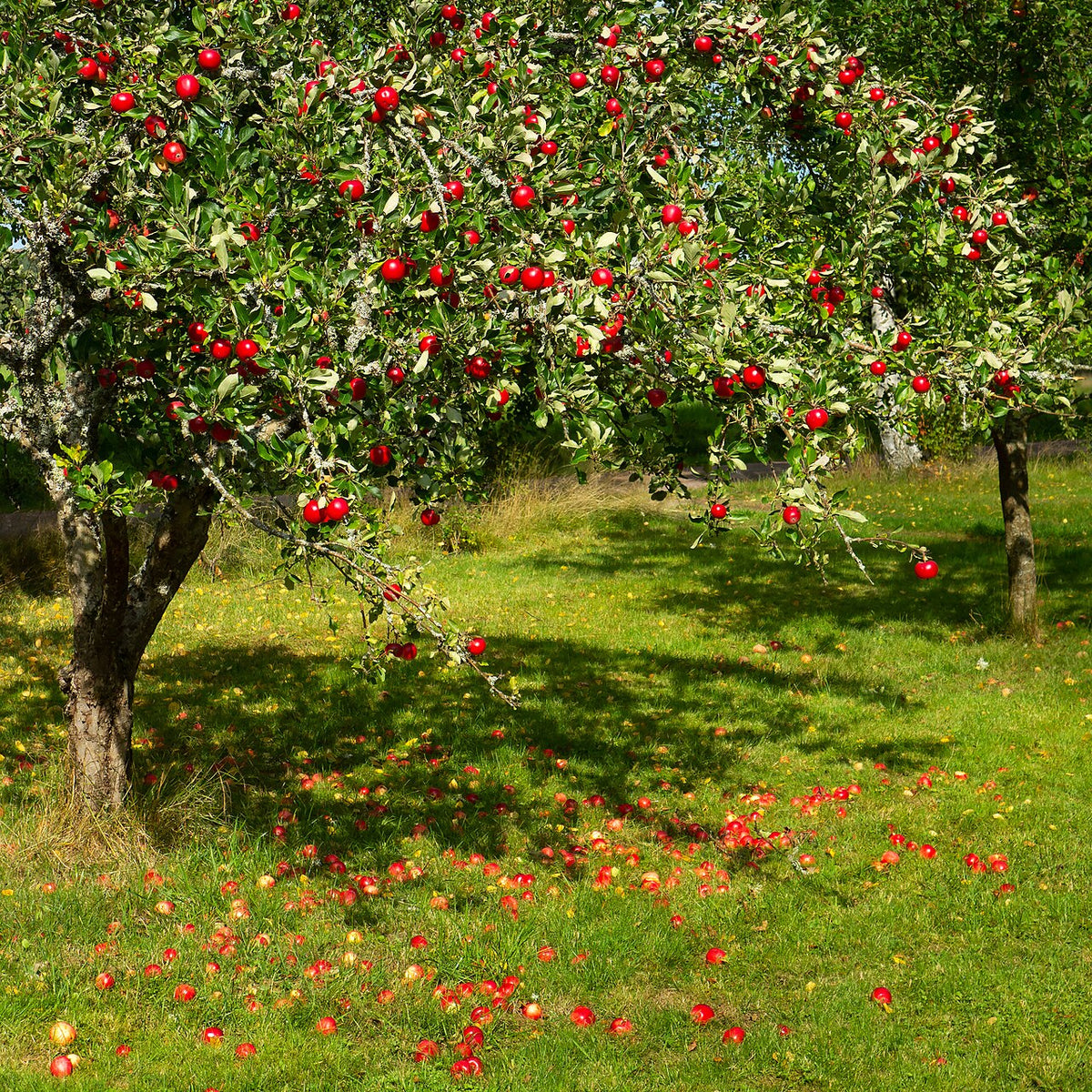 Pommier chargé de pommes