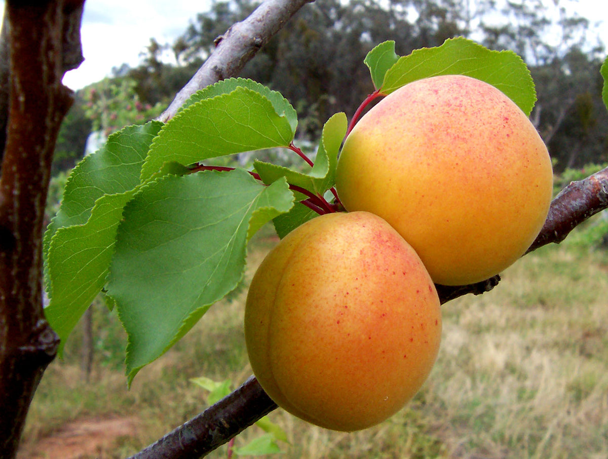 Abricots mûrs sur la branche