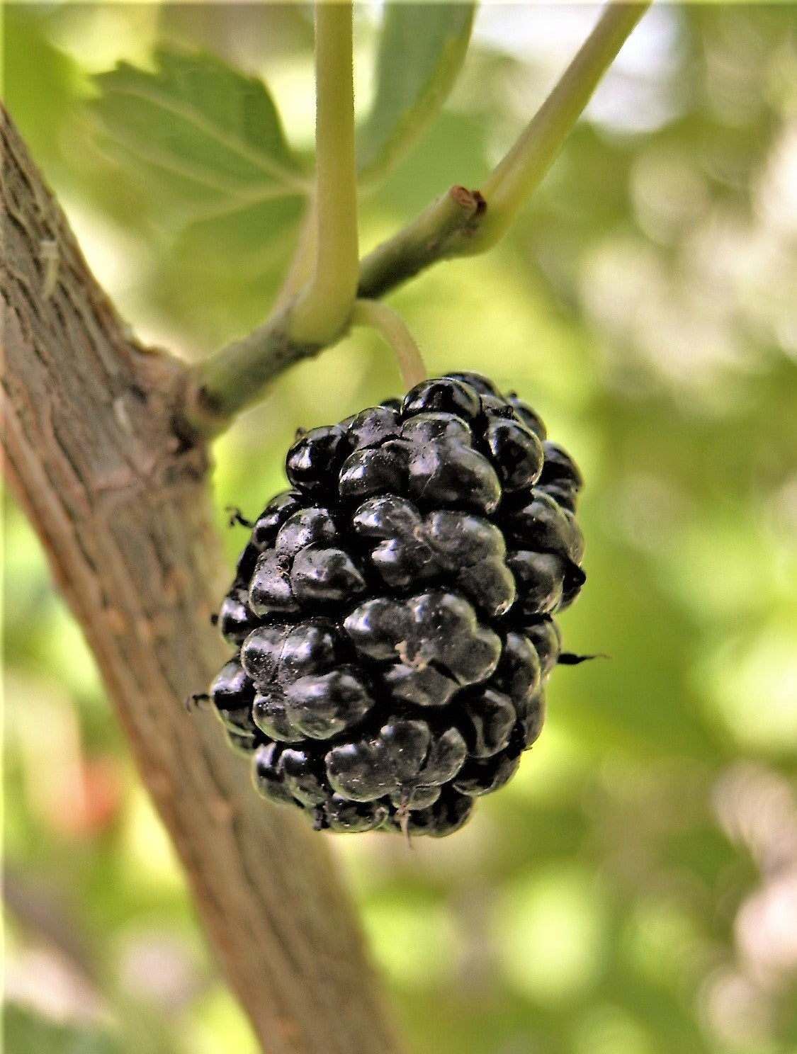 Mûre noire sur la branche