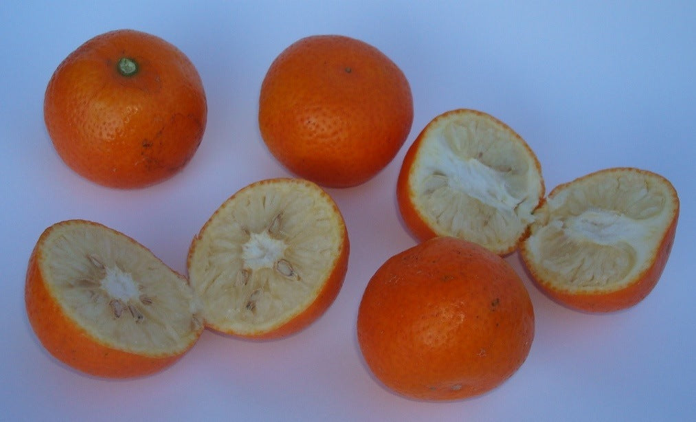 Calamondins coupés