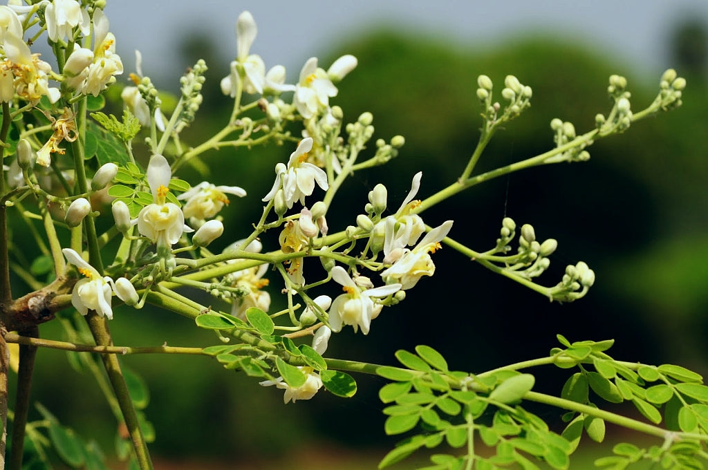 Rameau fleuri de moringa