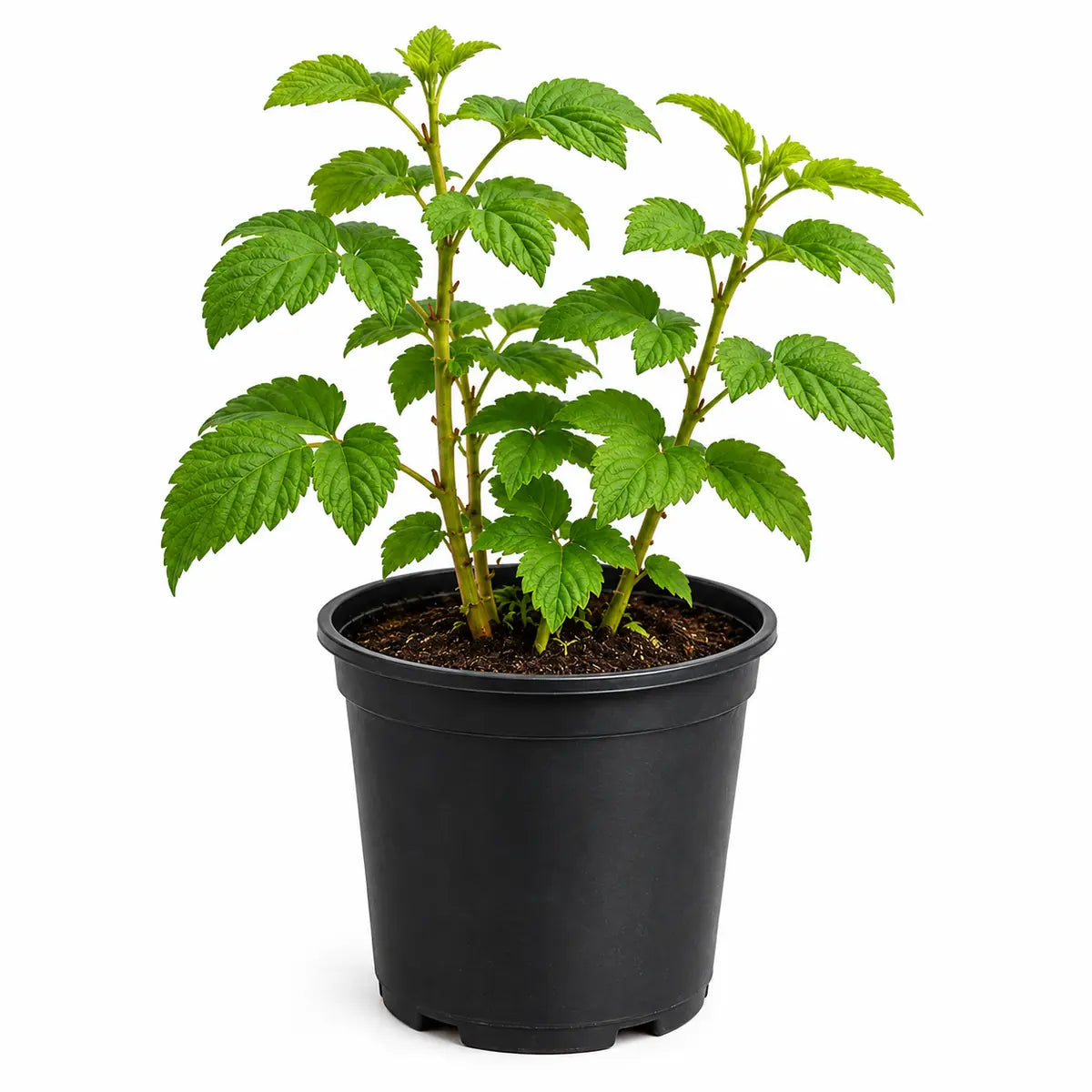 Framboise