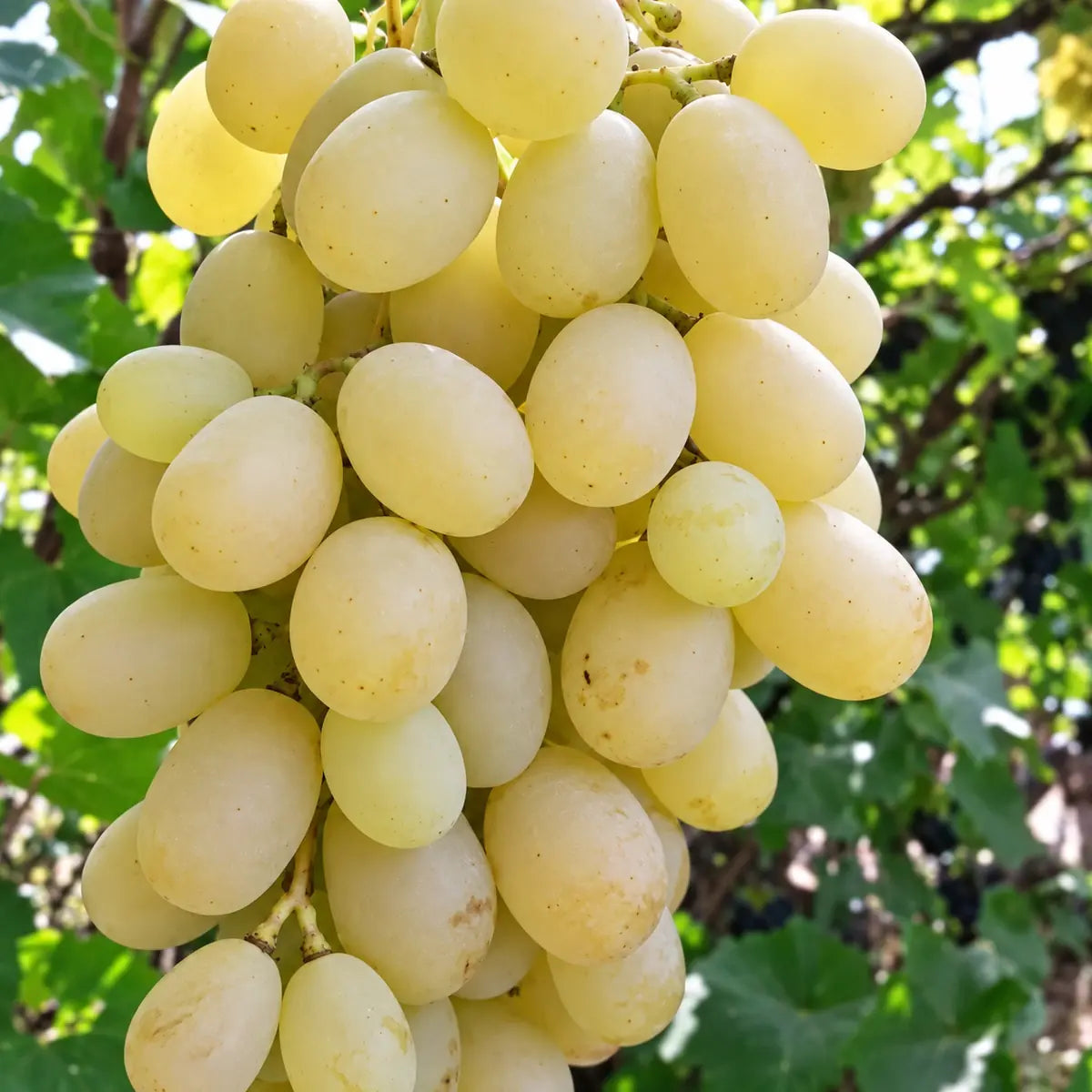 🍇 العنب 🍇