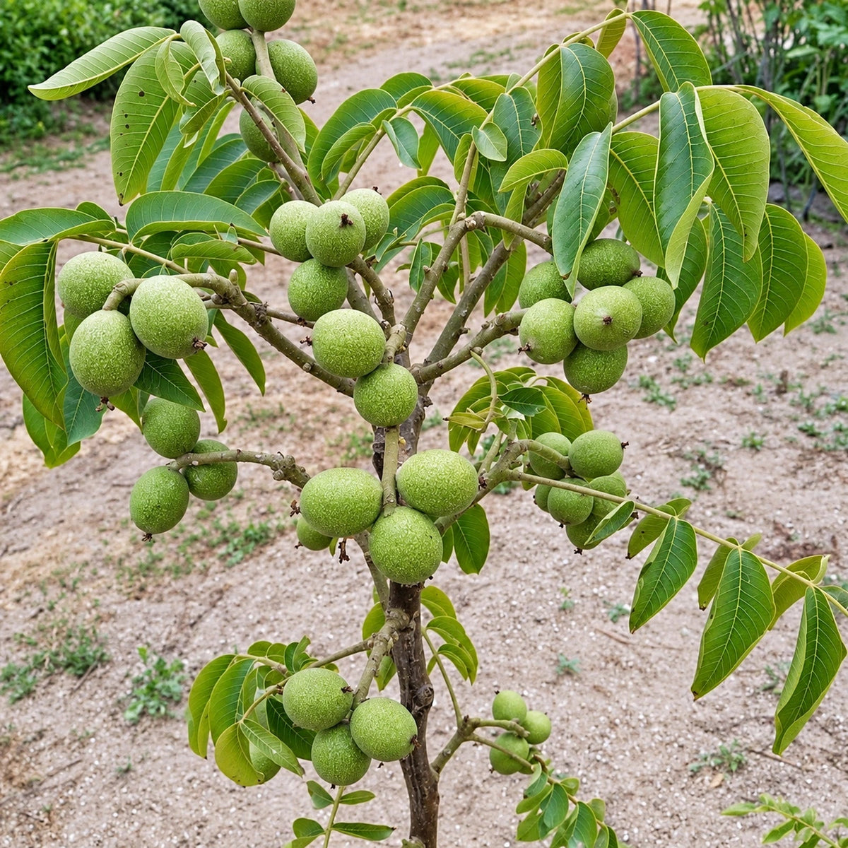 شجرة الجوز