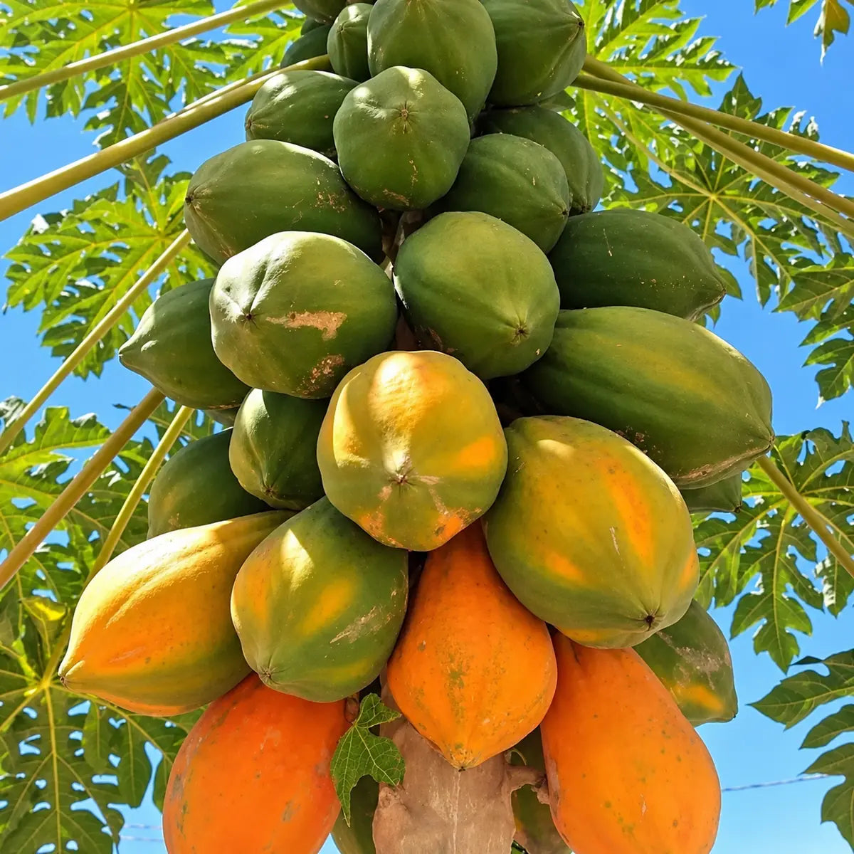 Papaya